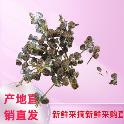 新鲜老果鲜切枝条果子真果云南宠物寄养基地直发桉树果叶香味