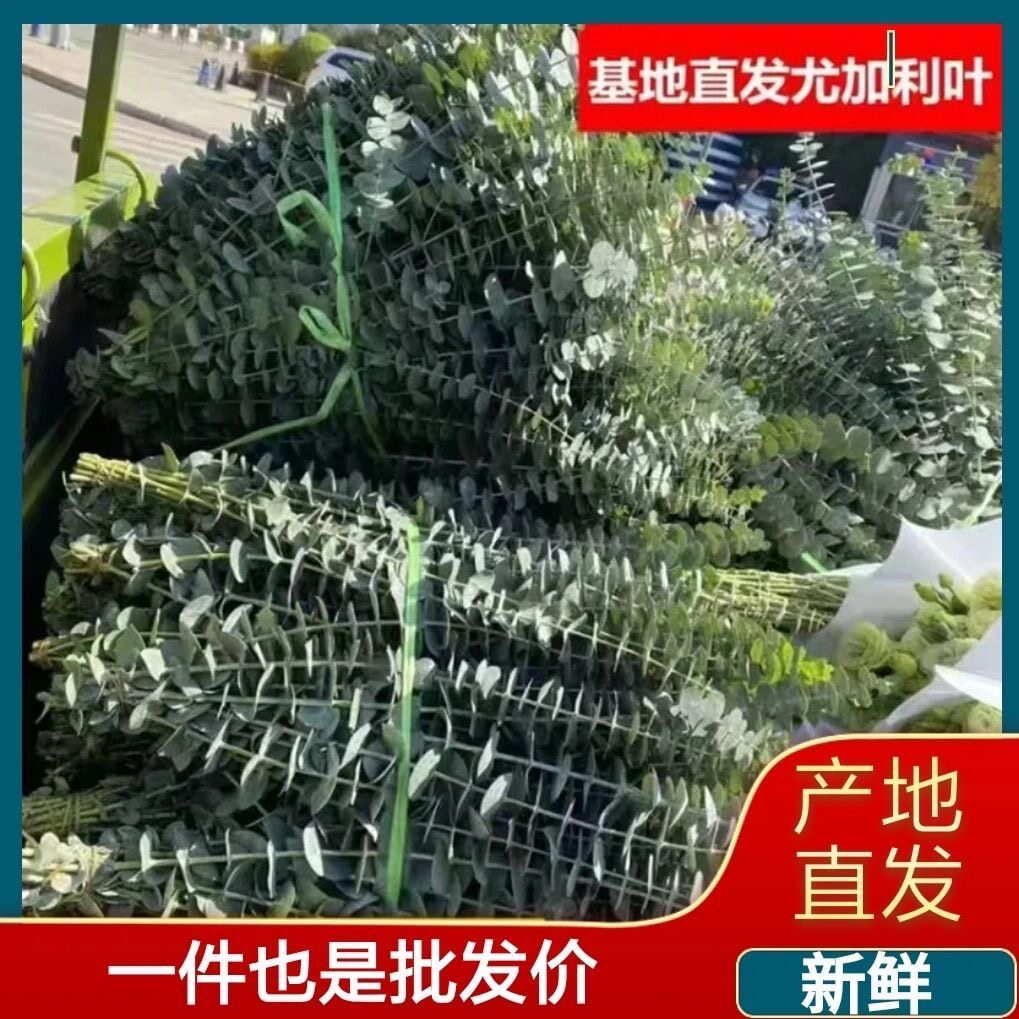 云南尤加利叶新鲜采摘鲜切花可做干花基地直发包邮包损包售后