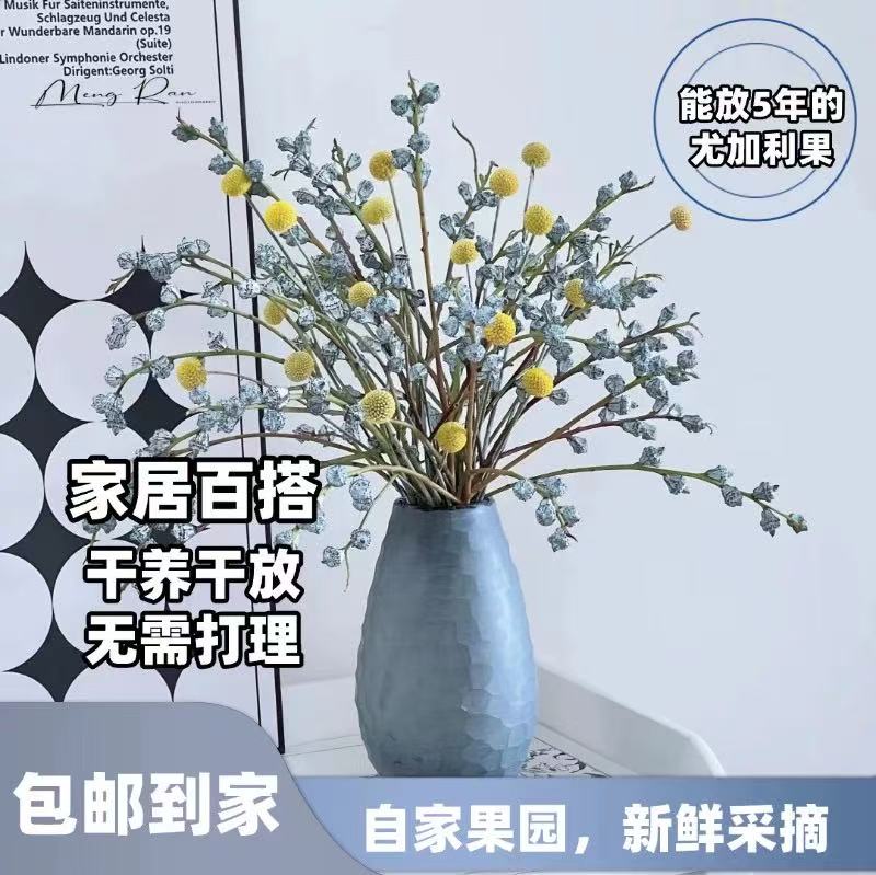 尤加利果鲜切花可做干花水养真花花期超长昆明基地直发