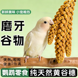鹦鹉天然谷穗带壳黄谷子虎皮牡丹玄凤仓鼠零食谷穗子鸟饲料鸟粮食