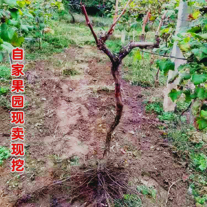 葡萄大苗爬藤提子巨峰户太八号工程庭院南方盆栽当年结果 好管理