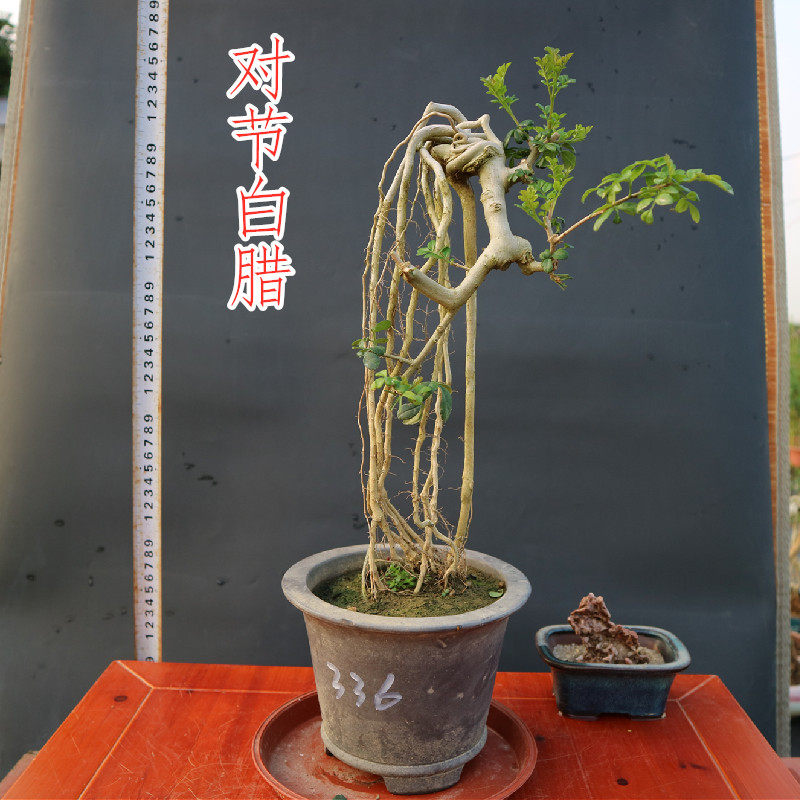 White wax bonsai Tigen Cooked pile On one's desk For cleaning Wenwan Literati style Like a breath of fresh air winter source materialin the Flower delivery/Flowers simulation/Plants gardening , Flowers/Potted plants (New) , Large plants/Potted finished composition  category - from Buy2taobao.com to provide professional Taobao agent buy service
