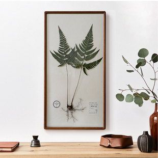 饰画挂画带根大尺寸自然实木高级感创意图谱中古 成品植物标本装