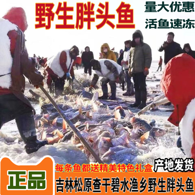 整条鱼松原查干湖镇湖库大胖头鱼