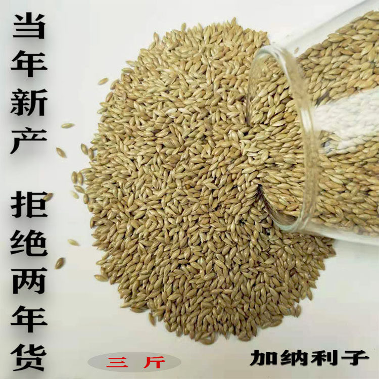 进口加纳利子虎皮鹦鹉鸟食金丝雀草籽白尖粟草芦籽金青鸟饲料3斤