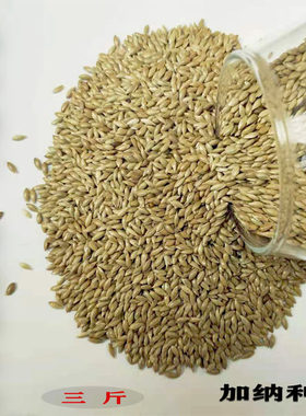 进口加纳利子虎皮鹦鹉鸟食金丝雀