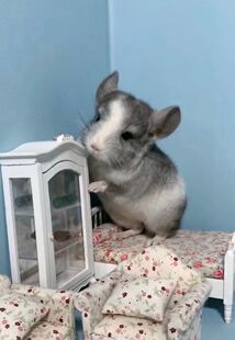 龙猫幼崽活体宠物打过疫苗长毛米色标灰银版 紫灰毛绒公仔