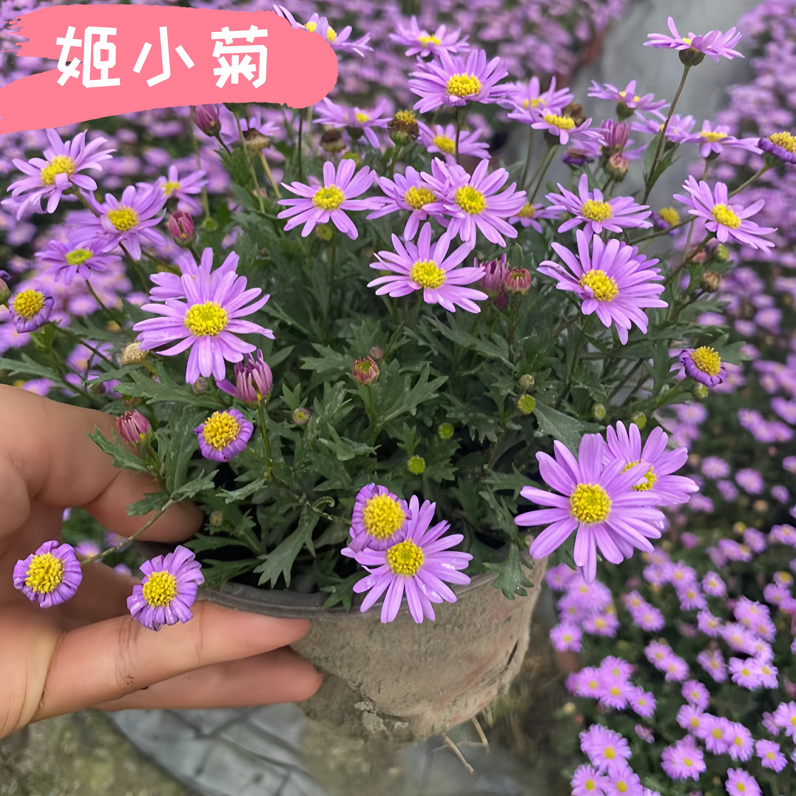 姬小菊盆栽花苗小木槿花卉植物