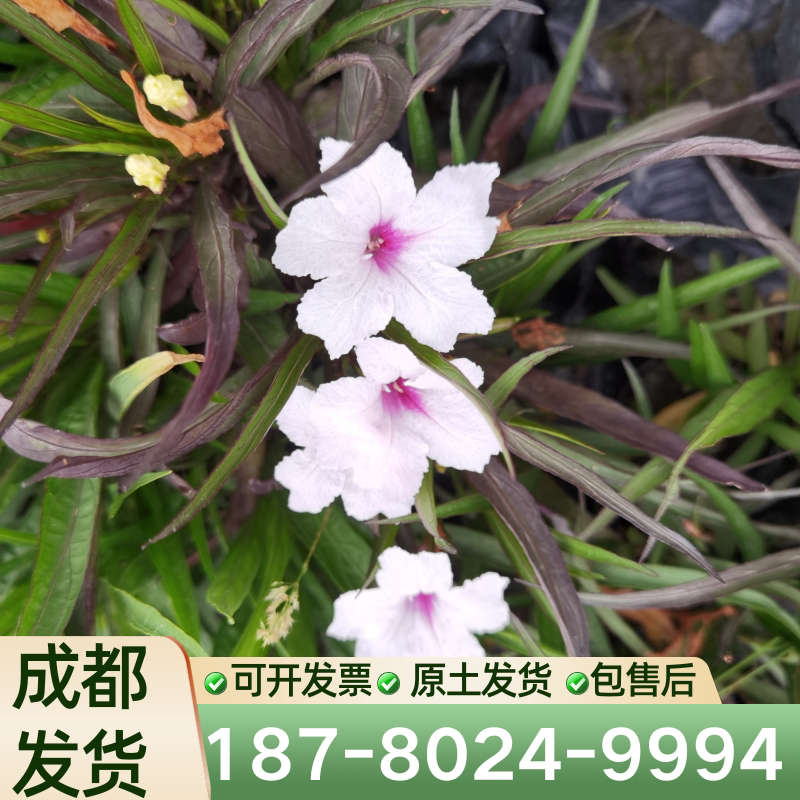 翠芦莉花苗矮生多年生宿根植物花期长可陆栽可水培花园花境植物