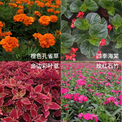 彩叶草多年生植物室内外好养