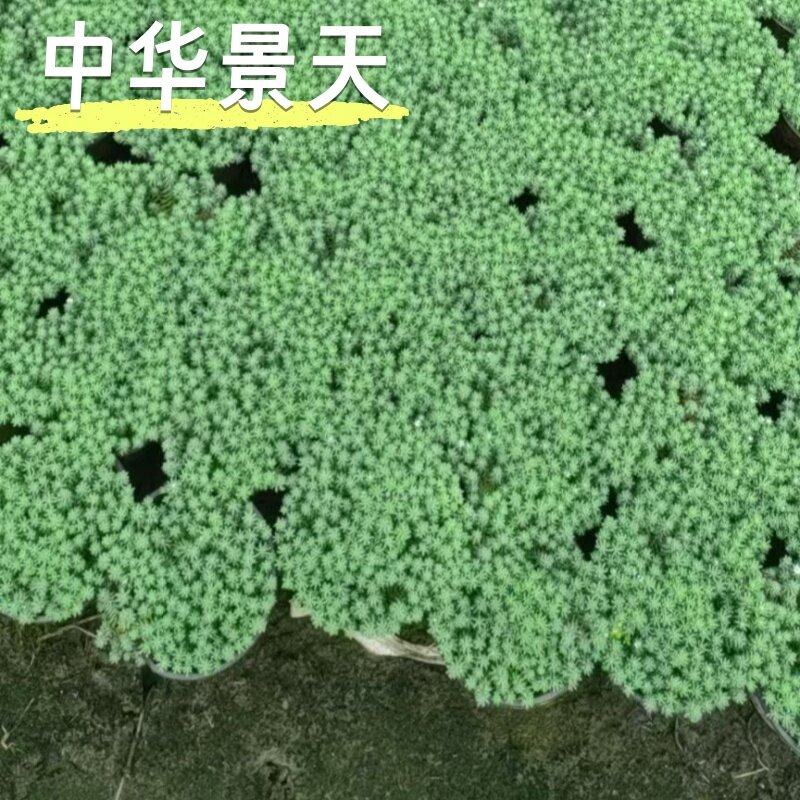 中华景天易爆盆方盘植物绿色净化