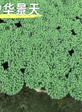 中华景天易爆盆方盘植物绿色净化空气观叶植物室内桌面绿植盆栽