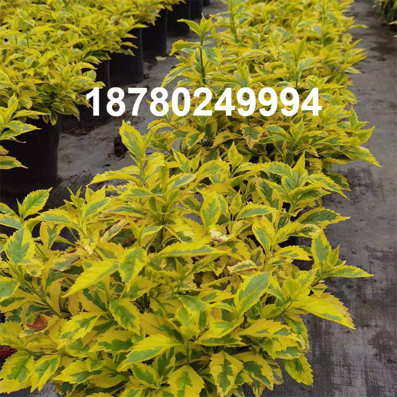 金叶假连翘工程绿化苗公路绿色苗木金边女贞苗黄金叶耐寒不掉叶