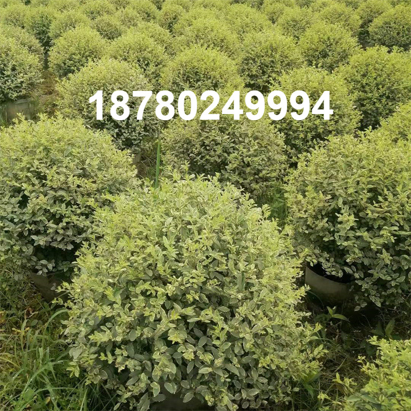 金姬银姬小蜡球形棒棒糖型本地绿化植物庭院种植四季常青美观绿植