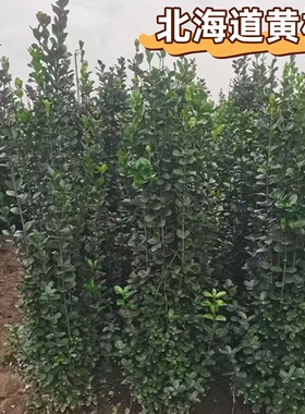 工程庭院篱笆北海道黄杨苗四季常青耐寒耐旱丛生易活庭院绿篱树苗