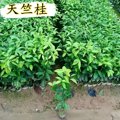 成都直销天竺桂大树绿篱行道树