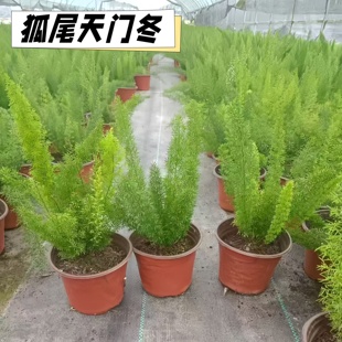 狐尾天门冬盆栽植物庭院花园阳台绿植四季常青耐热花卉九尾狐易养