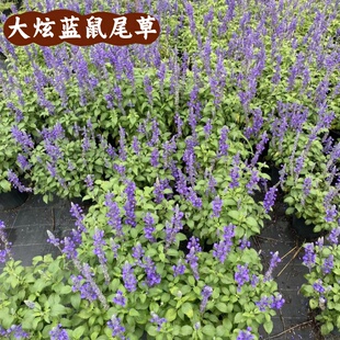 大炫蓝鼠尾草盆栽庭院别墅绿化工程苗成都基地花卉花镜花坛花海