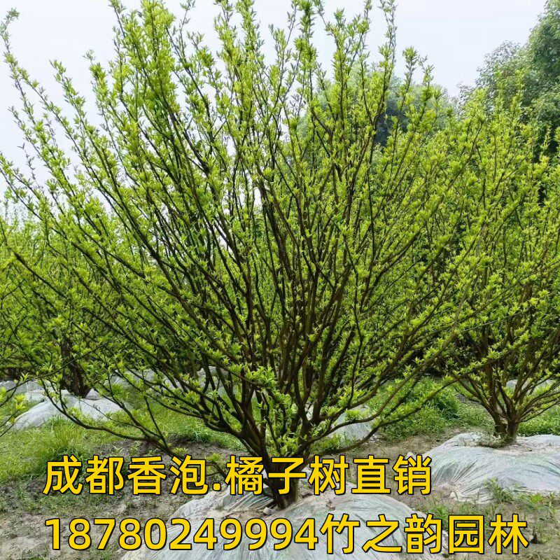 香泡树园林绿化景观树苗行道树橘子树香泡柚子树行道树中庭栽种苗