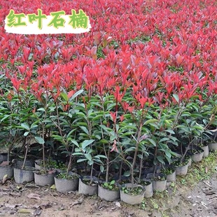 红叶石楠树苗室外四季常青植物庭院花园篱笆园林绿化苗木花卉绿植