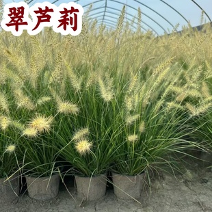 正宗矮蒲苇盆栽庭院阳台多年生耐热观赏草四季常绿芦苇花镜种植