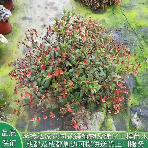 宫灯长寿花带花苞大花植物