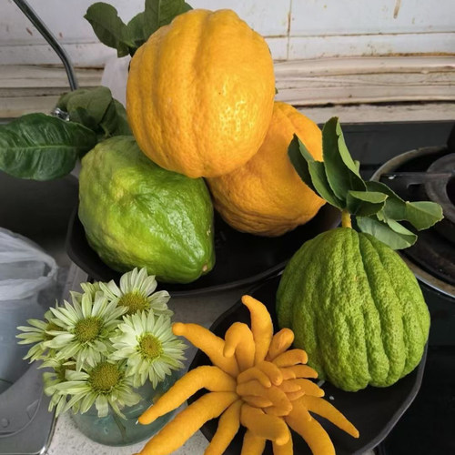 云南楚雄高山香橼果闻香摆放清供可做花卉绿植黄果水果食用佛手