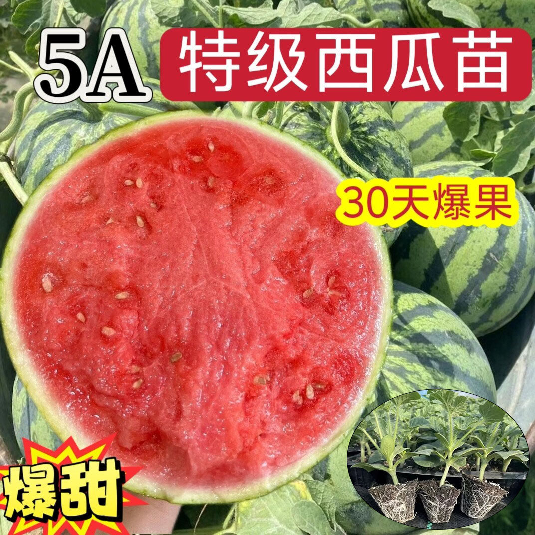 西瓜苗西瓜苗秧嫁接西瓜苗早春红玉甘美4k口口脆西瓜苗8424麒麟