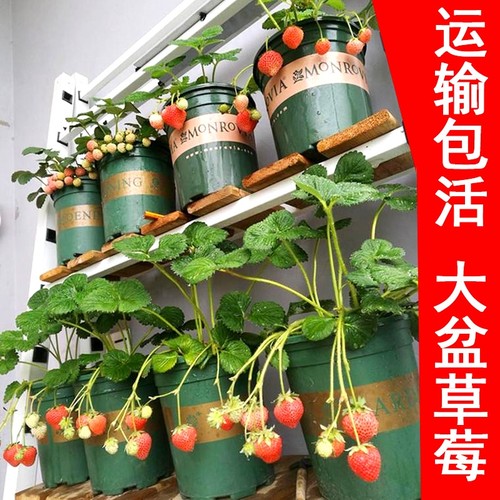 盆栽草莓带盆带土四季结果苗奶油