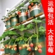 草莓盆栽带花带果大盆四季 结果原盆原土阳台种植奶油草莓苗特大号