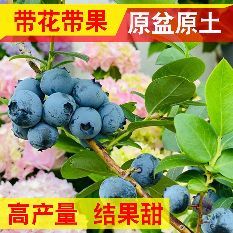 蓝莓树果苗蓝树苗蓝莓苗蓝莓树蓝莓苗北方南方种植蓝莓盆栽带果