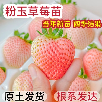 粉玉2号草莓苗粉色诱惑草莓苗