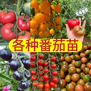 番茄苗黑珍珠番茄苗矮生水果番茄苗老品种紫番茄苗青甜2号甜百万