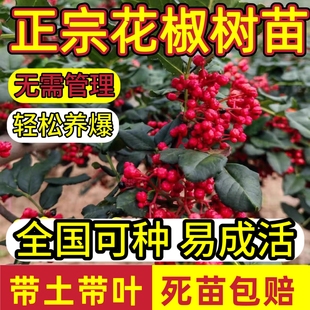 正宗大红袍花椒苗树大苗盆栽南北方种植当年结果麻椒树苗小苗食用