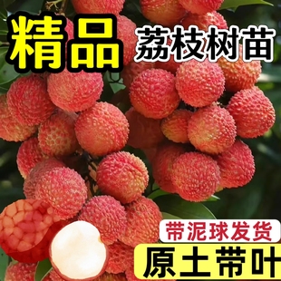 广西荔枝树苗荔枝树果苗荔枝苗带土带叶嫁接无核桂味妃子笑荔枝树