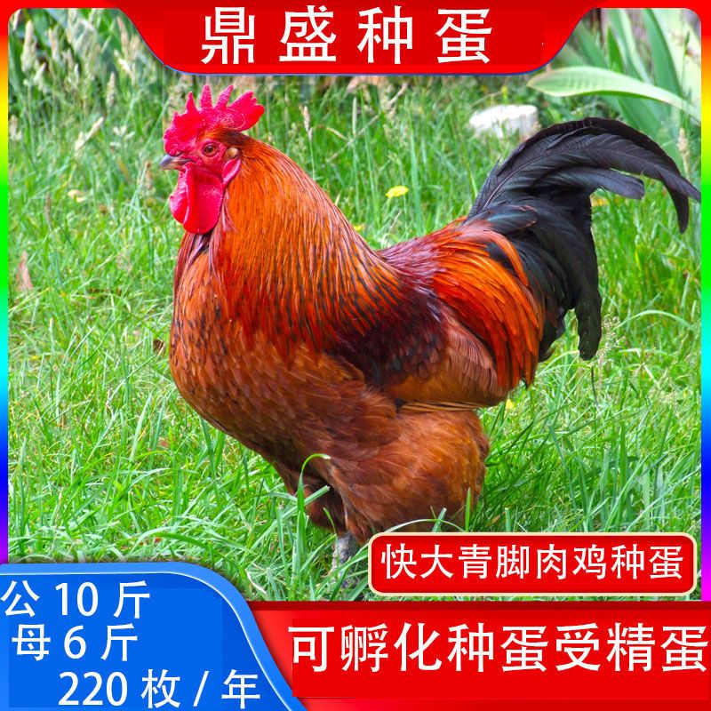 青脚麻鸡种蛋新鲜包邮受精蛋自然受精土鸡种蛋可食用可孵化小鸡
