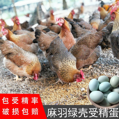纯种高产麻羽绿壳种蛋受精蛋五黑鸡绿壳种蛋可孵化小鸡绿壳宠物鸡