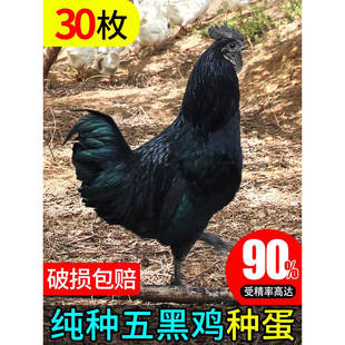 可孵化小鸡乌骨鸡纯种绿皮壳土鸡蛋五黑一绿鸡种蛋受精蛋10宠物鸡