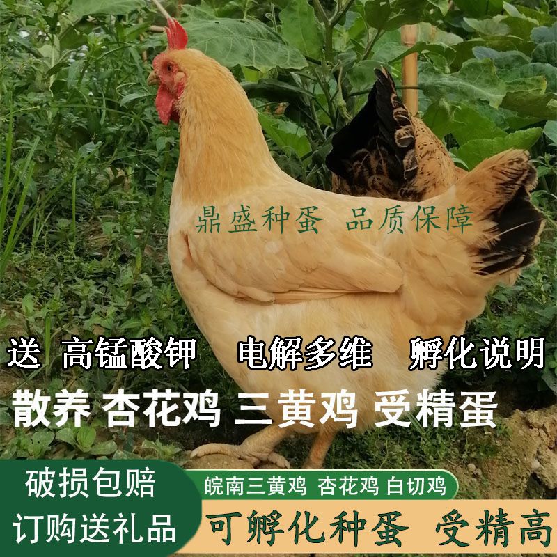 纯种三黄鸡种蛋新鲜包邮受精蛋自然受精土鸡种蛋可食用可孵化小鸡