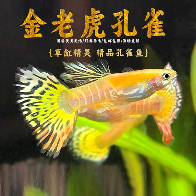 金老虎孔雀鱼种鱼可繁殖斑马鱼胎生鱼神仙鱼天使鱼观赏鱼热带鱼