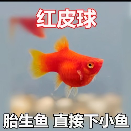 红皮球胎生鱼可繁殖种鱼孔雀鱼斑马鱼胎生鱼天使鱼观赏鱼热带鱼