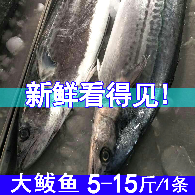 大鲅鱼7-20斤新鲜鲜活烟台马鲛鱼