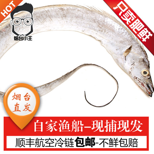新款新鲜大个带活小眼睛刀鱼海鱼鲜鱼整条1-2斤每条海鲜水产