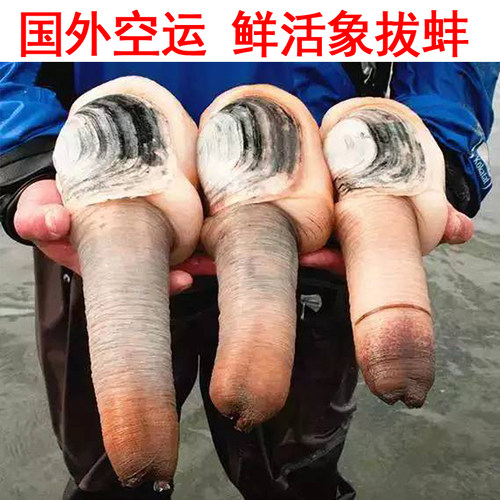 象拔蚌鲜活象拔蚌刺身野生活体2斤-3斤/只新鲜美国白蚌500g满包邮