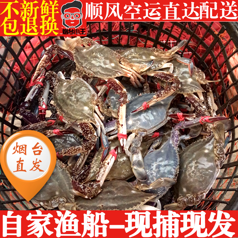 梭子蟹红膏蟹鲜活梭子蟹烟台龙口海鲜水产海蟹特大海蟹大螃蟹全母