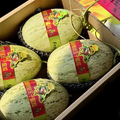 北京现货泉城青蛙王子蜜瓜绵软脆甜新品种蜜瓜新鲜水果SF包邮