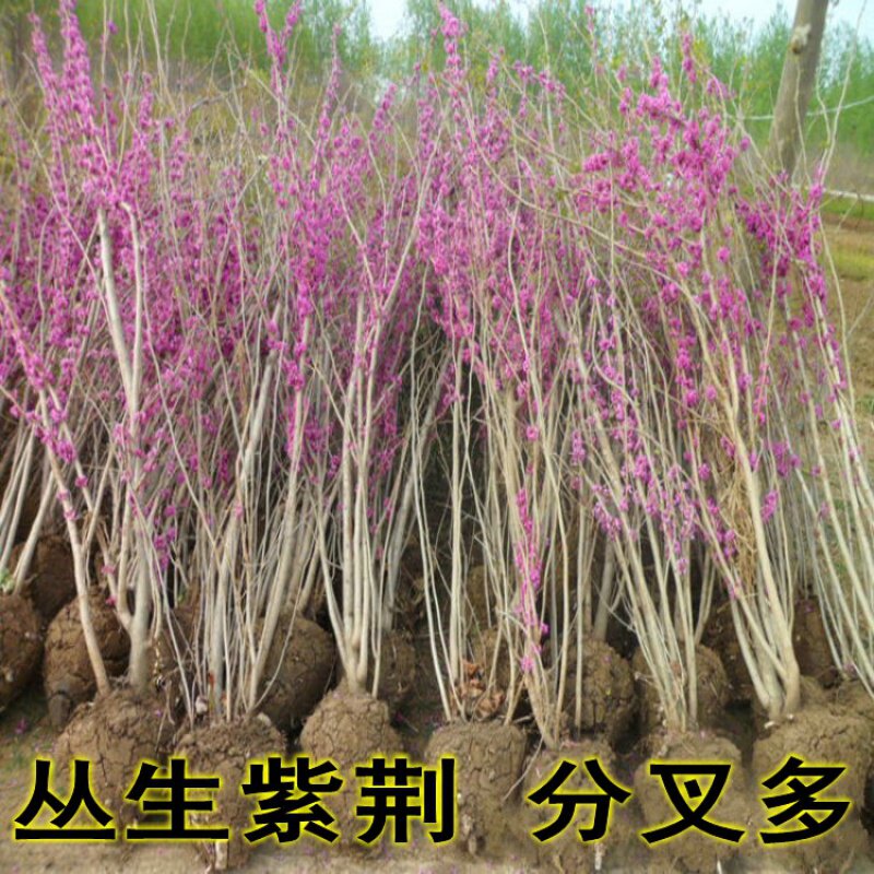紫荆花树苗四季紫荆花紫荆树苗