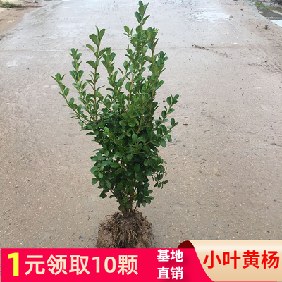 围墙黄杨篱笆盆景冬青苗