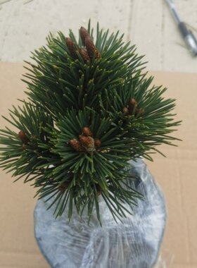 千寿丸黑松五针松雪松白皮松苗