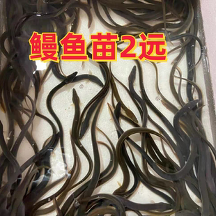 鳗鱼苗淡水鱼塘养殖河鳗鱼苗 白鳗鲡苗 白鳝鱼苗江鳗白鳗鱼苗花鳗